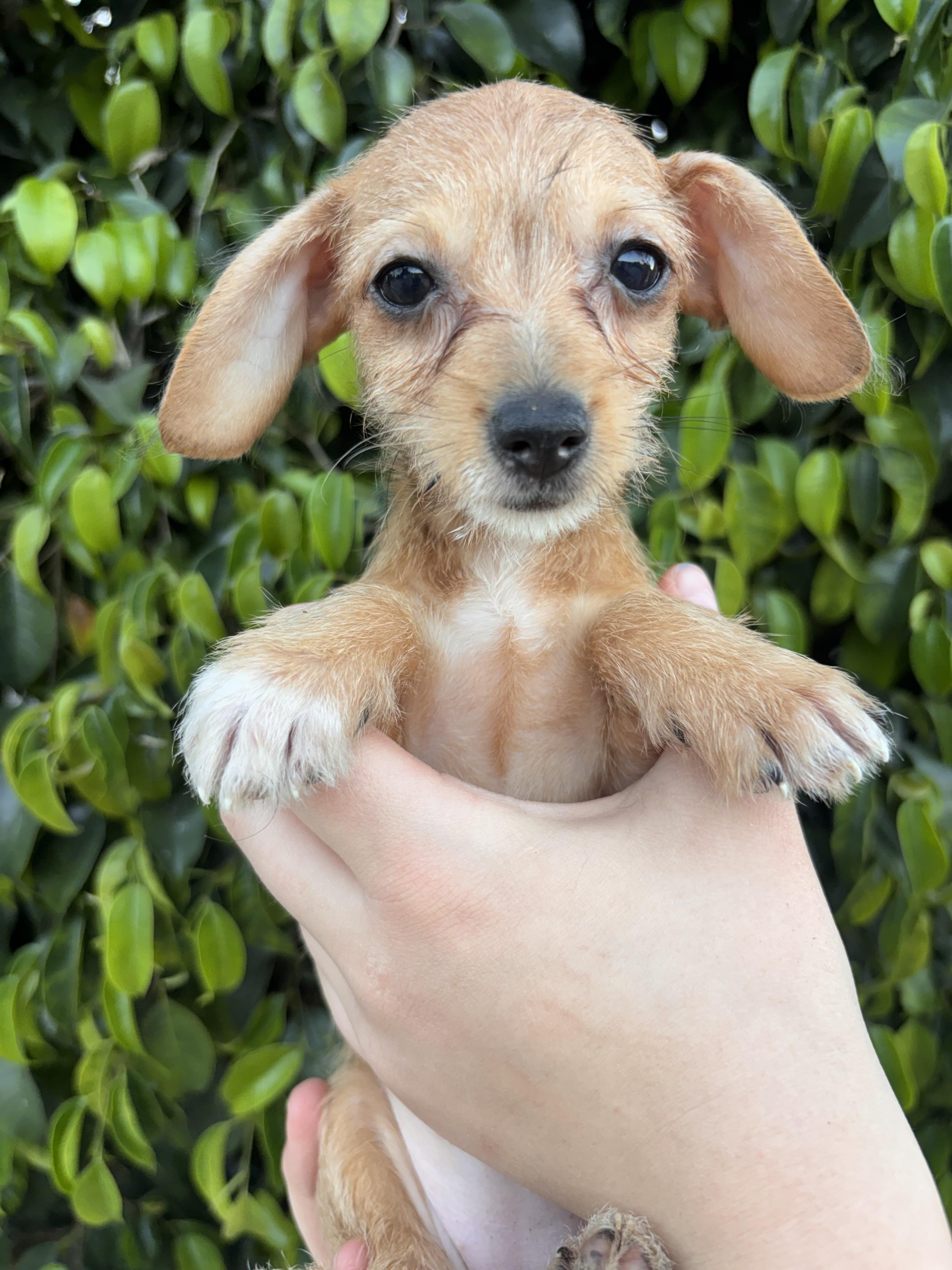 Libby, a ADOPTABLE Chiweenie in Corona, CA image 1/3