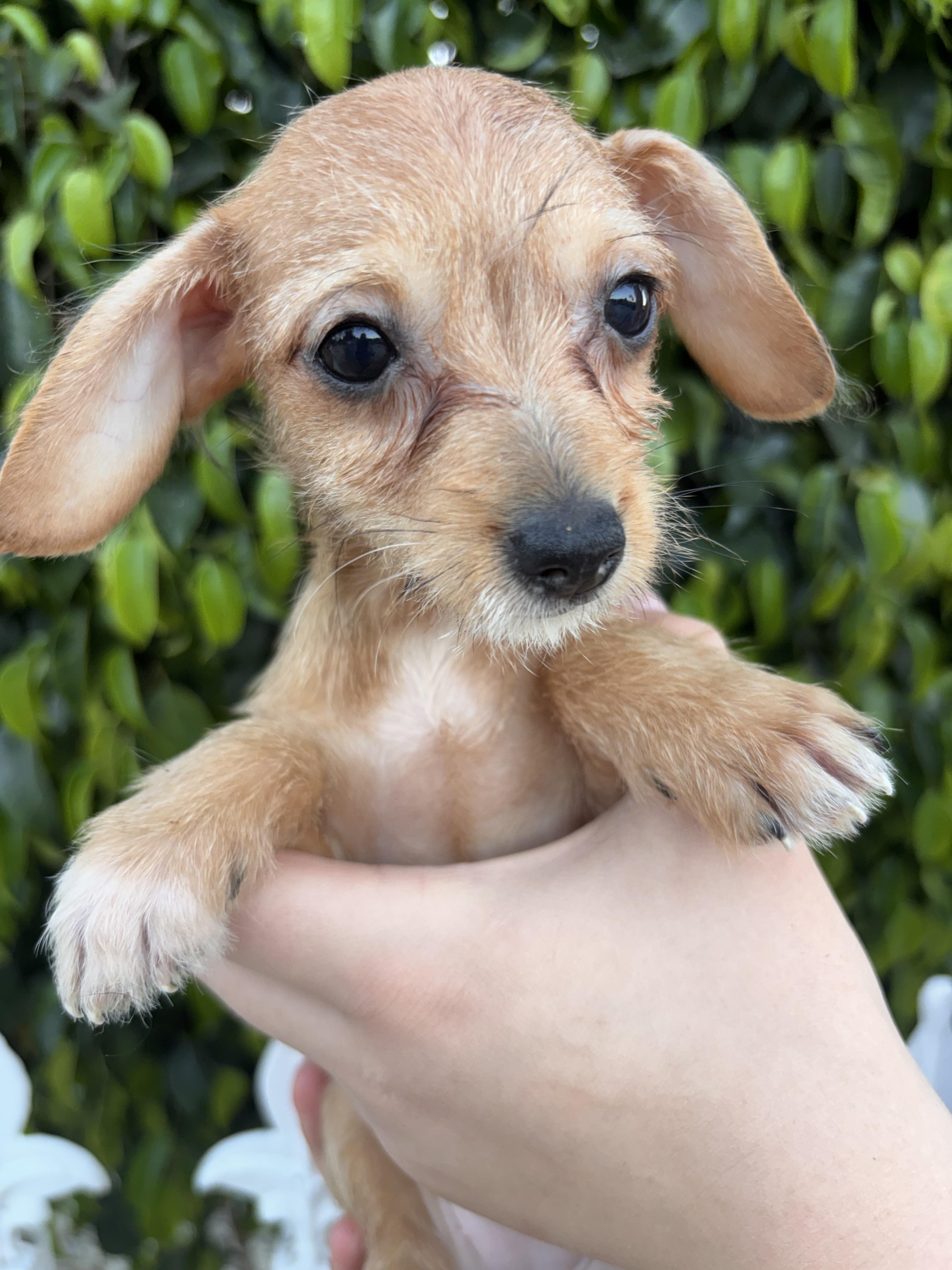 Libby, a ADOPTABLE Chiweenie in Corona, CA image 3/3