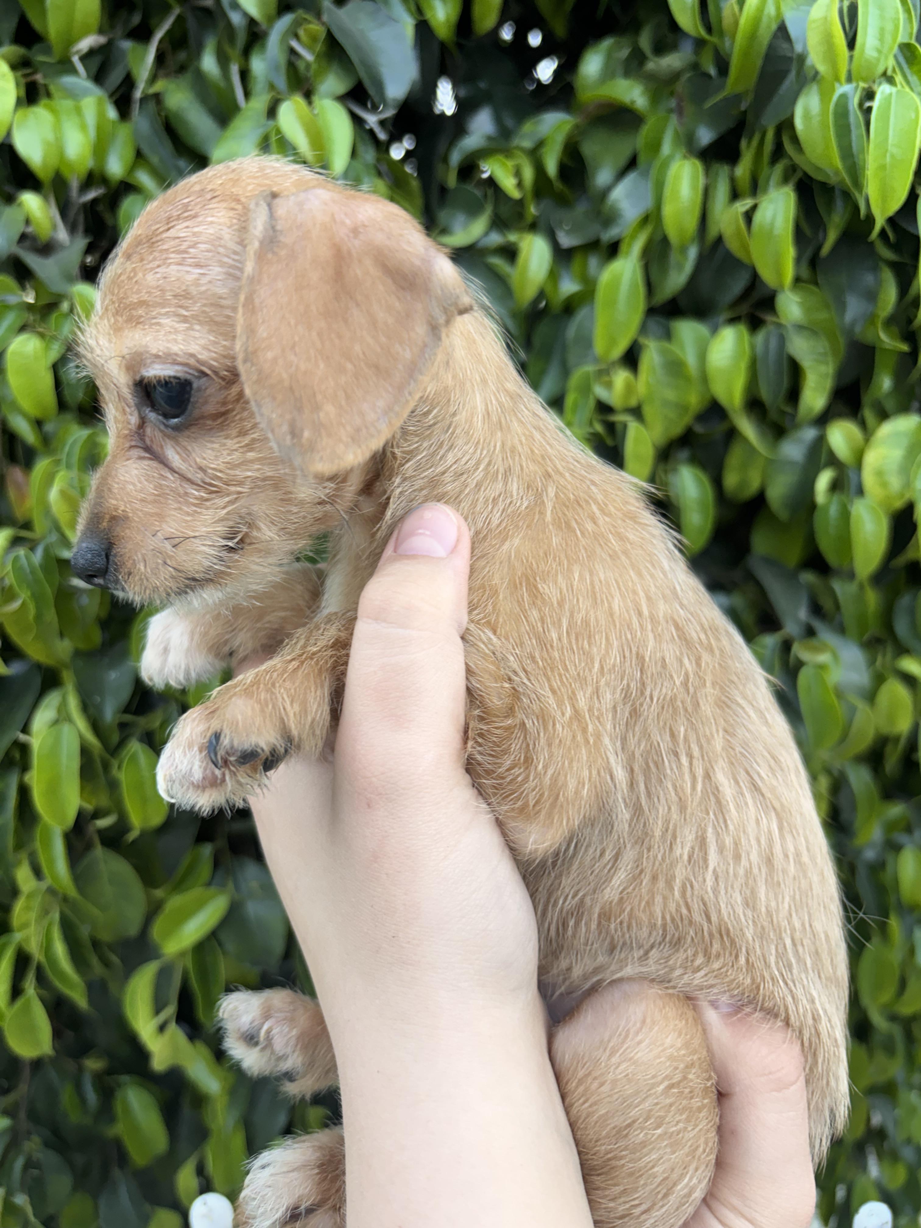 Libby, a ADOPTABLE Chiweenie in Corona, CA image 2/3