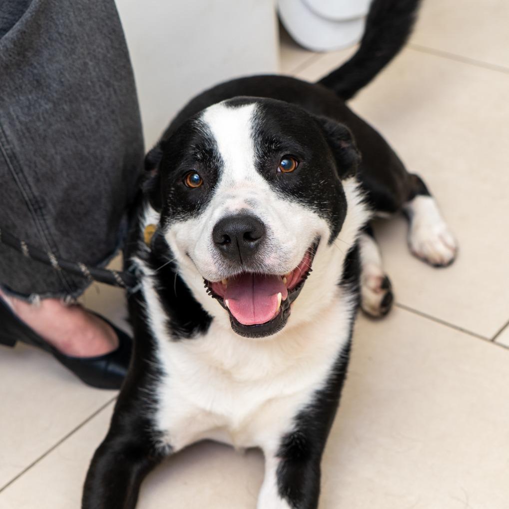 Avon, Adoptable, Adult Male Collie & Mixed Breed.