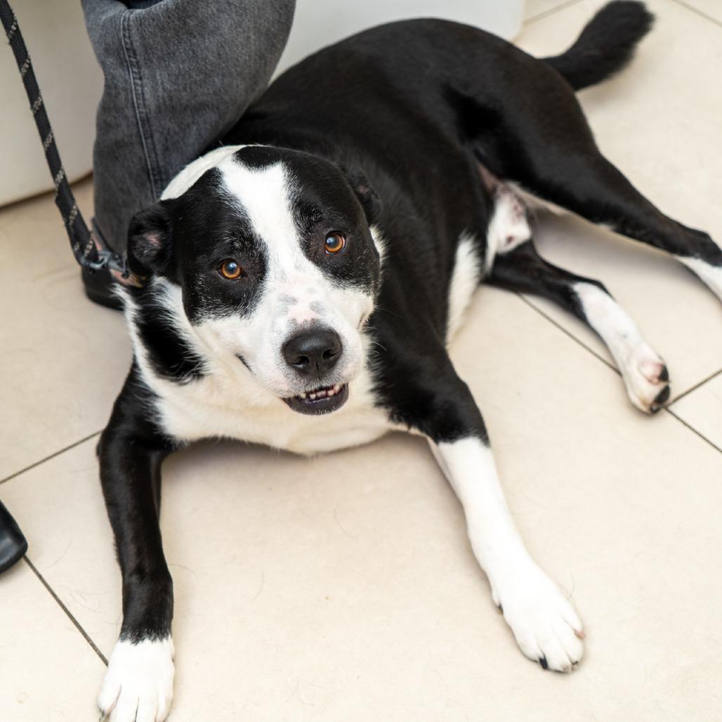 Enlarge Avon, a Adoptable mixed breed in New York, NY image 2/2