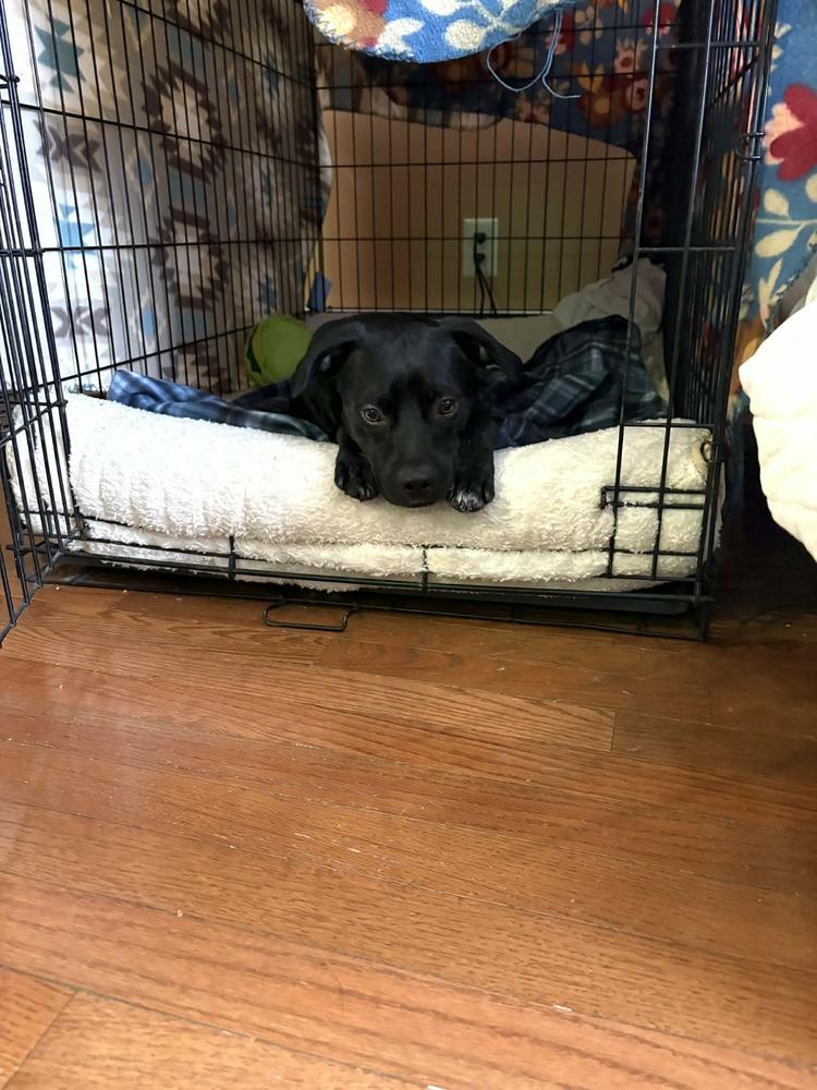 Enlarge Knight, a Adoptable mixed breed in Amherst, NY image 1/5