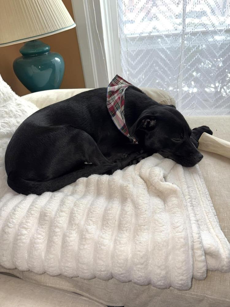 Enlarge Knight, a Adoptable mixed breed in Amherst, NY image 2/5