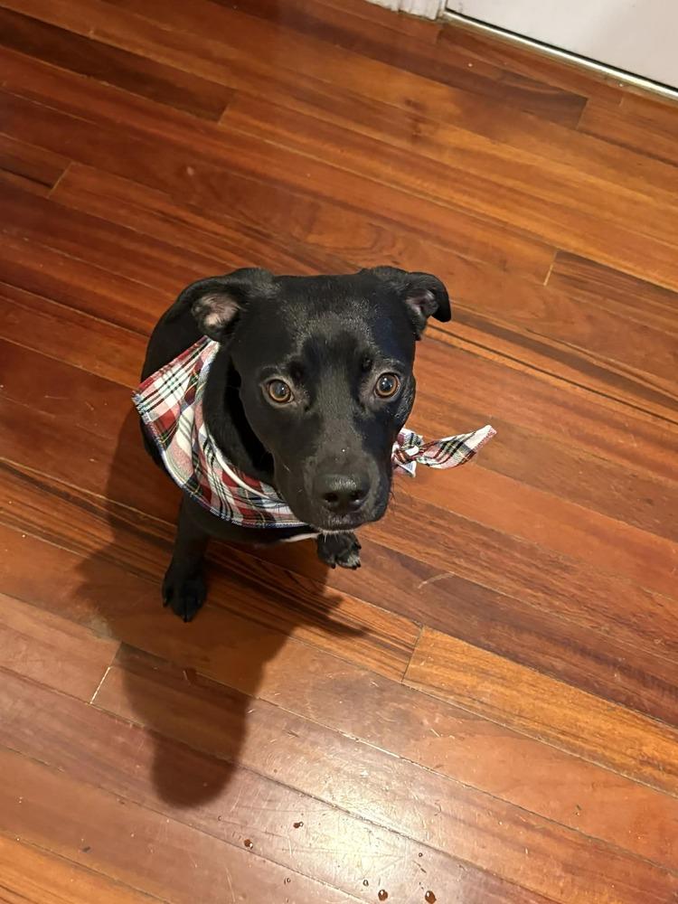 Enlarge Knight, a Adoptable mixed breed in Amherst, NY image 3/5