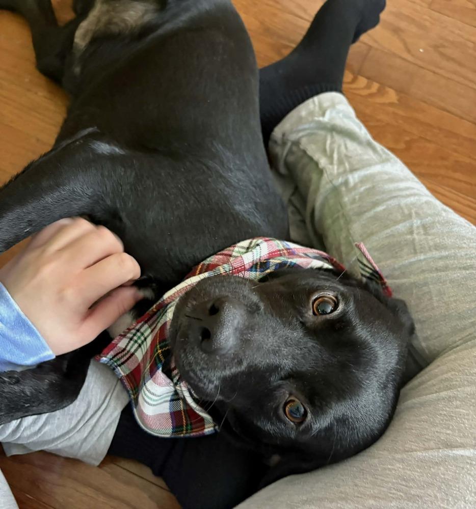 Enlarge Knight, a Adoptable mixed breed in Amherst, NY image 4/5