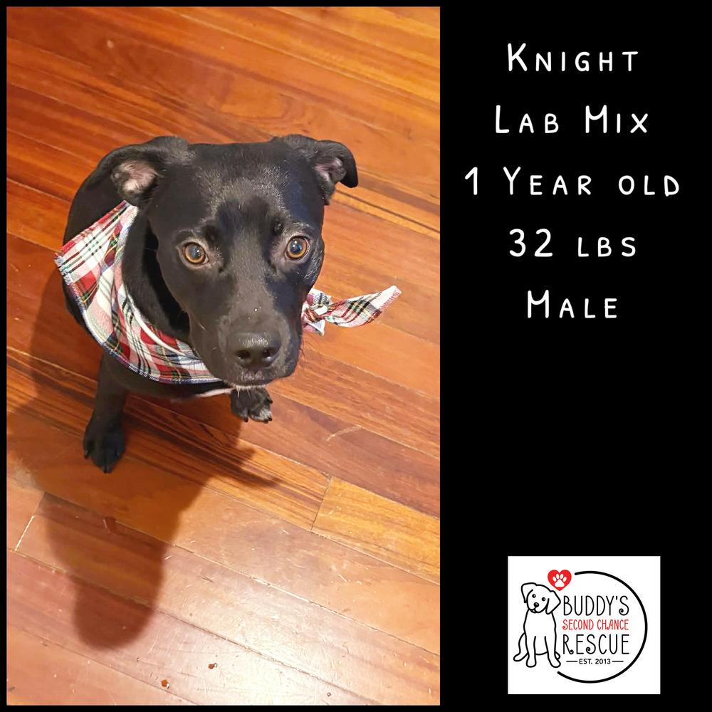 Enlarge Knight, a Adoptable mixed breed in Amherst, NY image 5/5