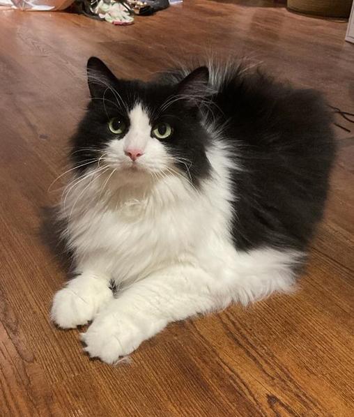 Enlarge Neeva, a Adopted Maine Coon in Oshawa, ON image 1/3