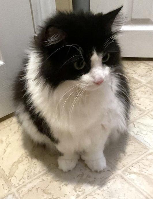 Enlarge Neeva, a Adopted Maine Coon in Oshawa, ON image 2/3