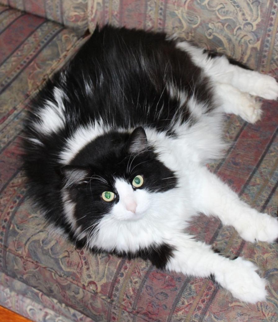 Enlarge Neeva, a Adopted Maine Coon in Oshawa, ON image 3/3