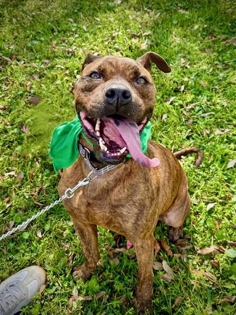 REX, Adoptable, Adult Male American Bulldog & Mixed Breed.