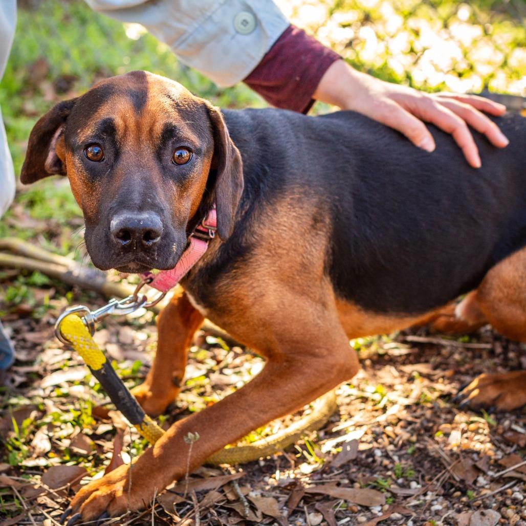 Enlarge Broccolini, a Adoptable mixed breed in Hattiesburg, MS image 1/2