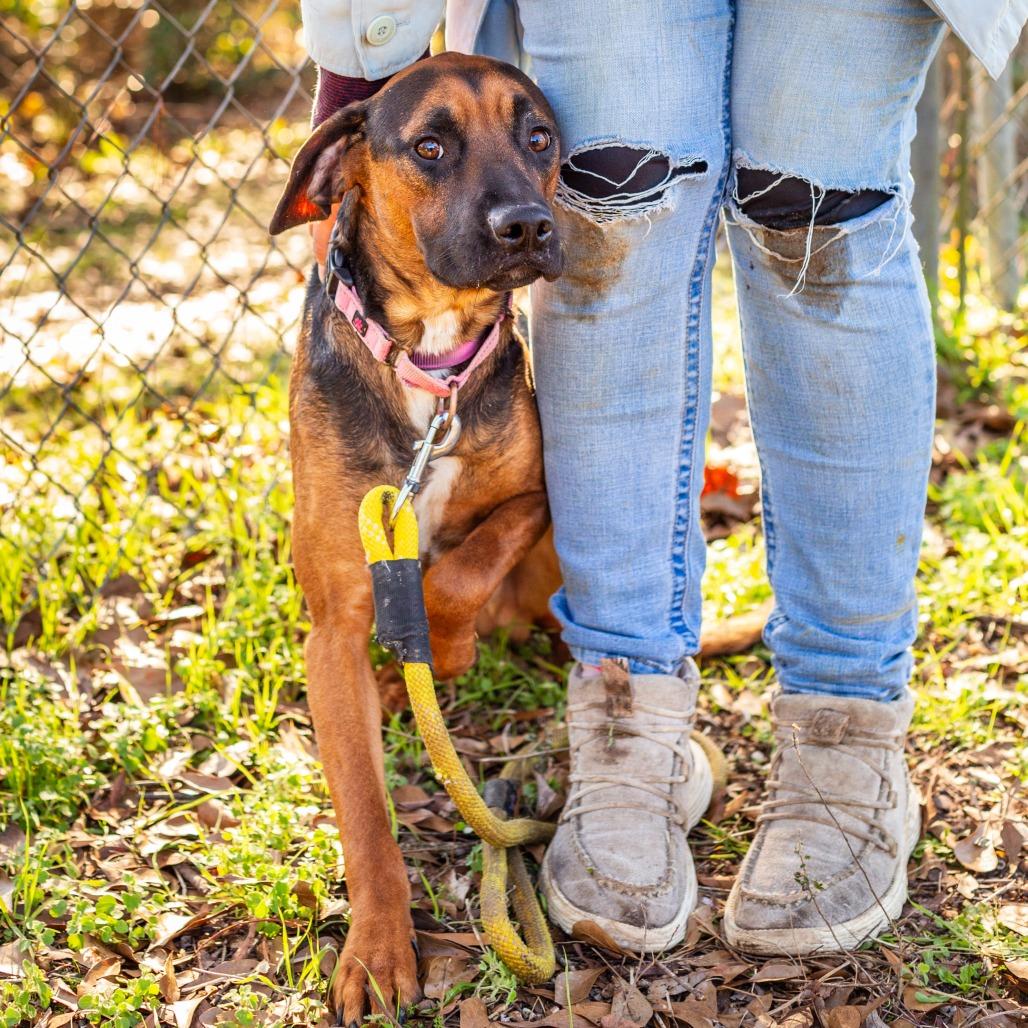 Enlarge Broccolini, a Adoptable mixed breed in Hattiesburg, MS image 2/2