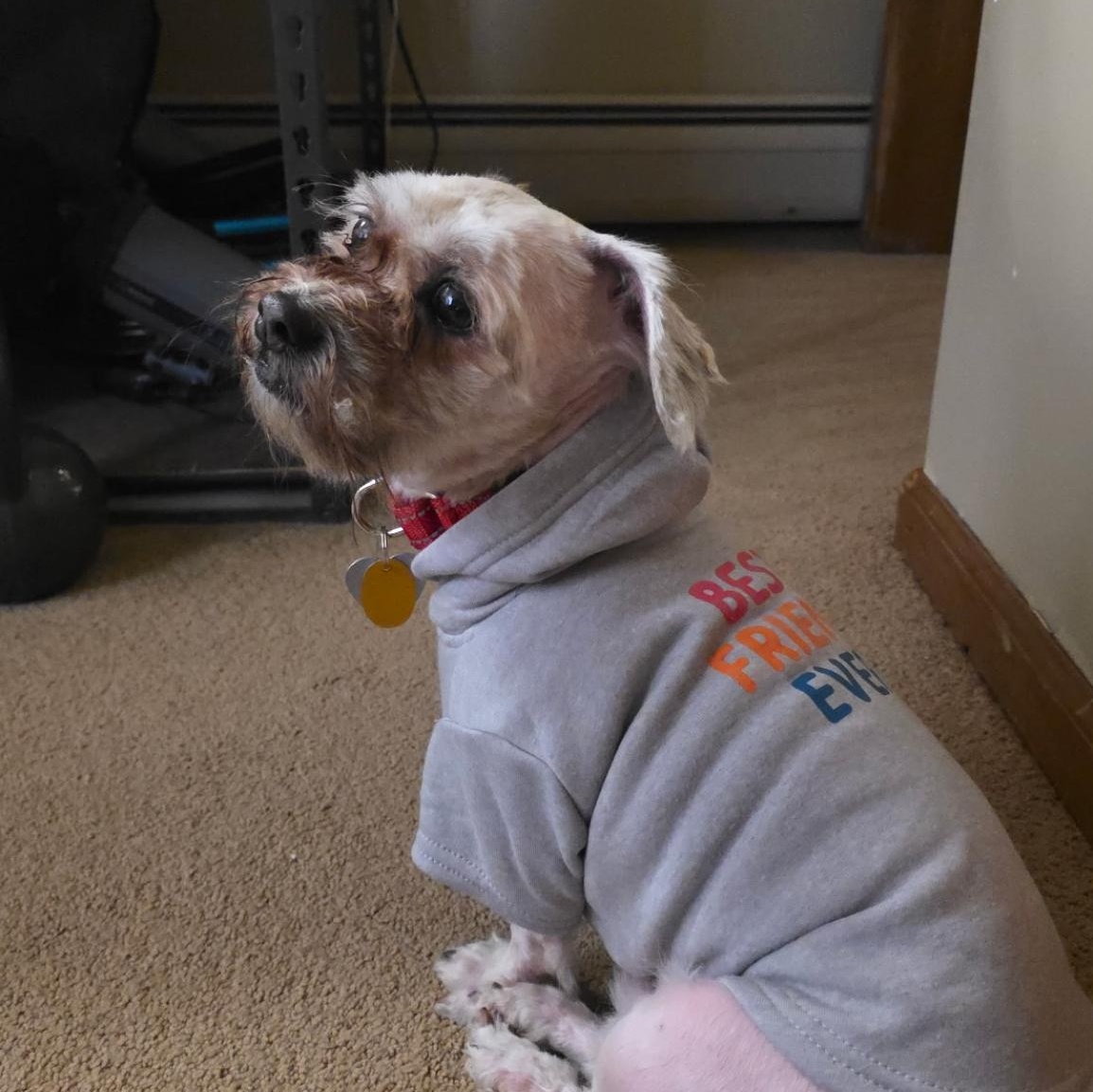 Enlarge Archie, a ADOPTABLE Shih Tzu in Palisades Park, NJ image 3/6