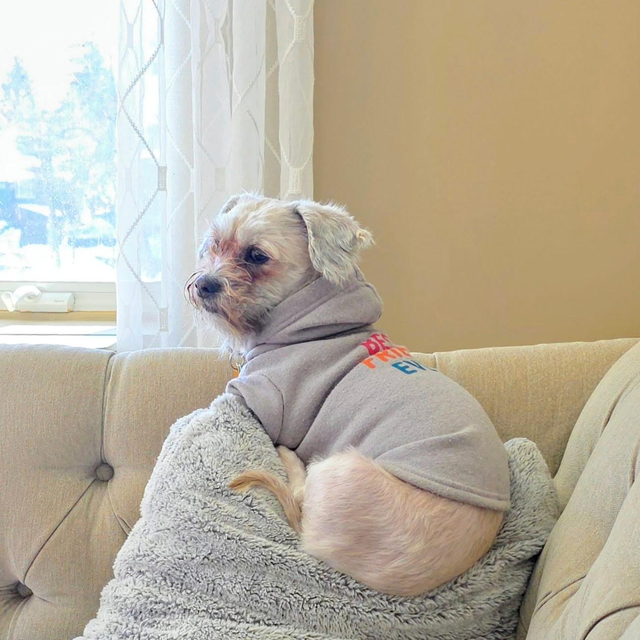 Enlarge Archie, a ADOPTABLE Shih Tzu in Palisades Park, NJ image 5/6