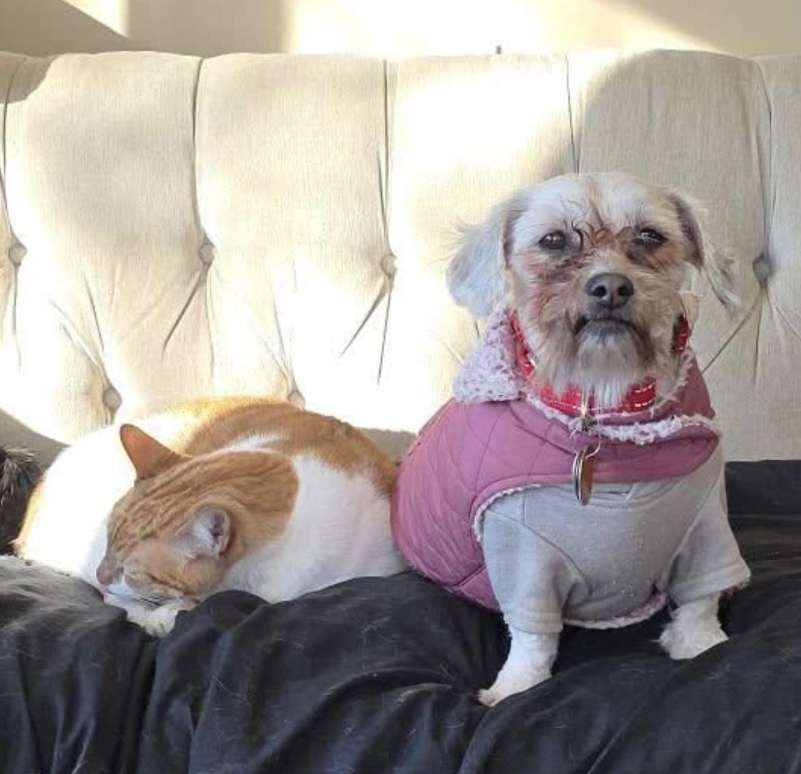 Enlarge Archie, a ADOPTABLE Shih Tzu in Palisades Park, NJ image 2/6