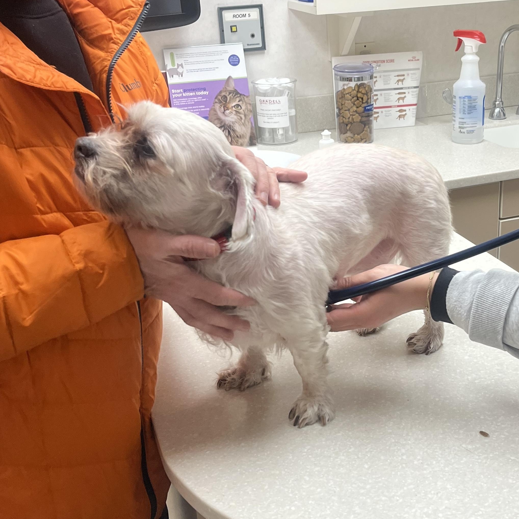 Archie, ADOPTABLE, Adult Male Shih Tzu.