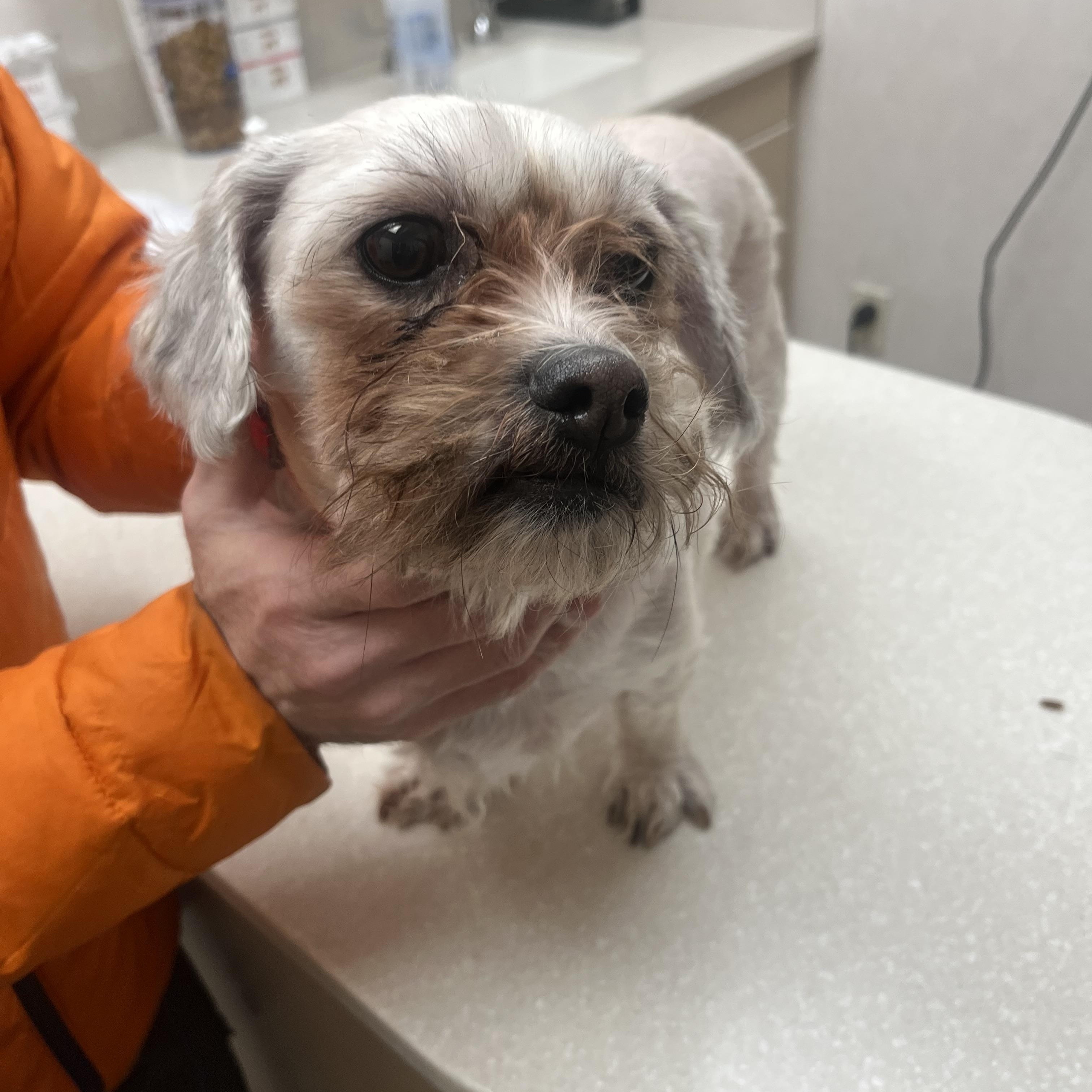Enlarge Archie, a ADOPTABLE Shih Tzu in Palisades Park, NJ image 4/6