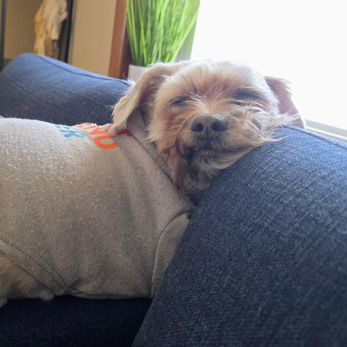 Enlarge Archie, a ADOPTABLE Shih Tzu in Palisades Park, NJ image 6/6