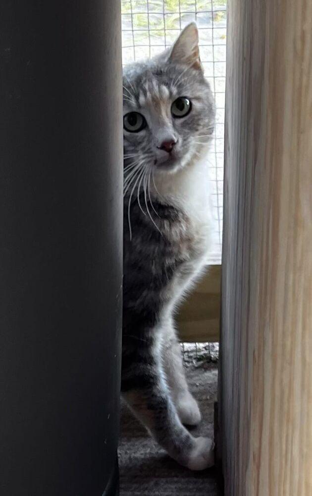 Enlarge Sammi, a Adopted mixed breed in Jackson, GA image 1/1