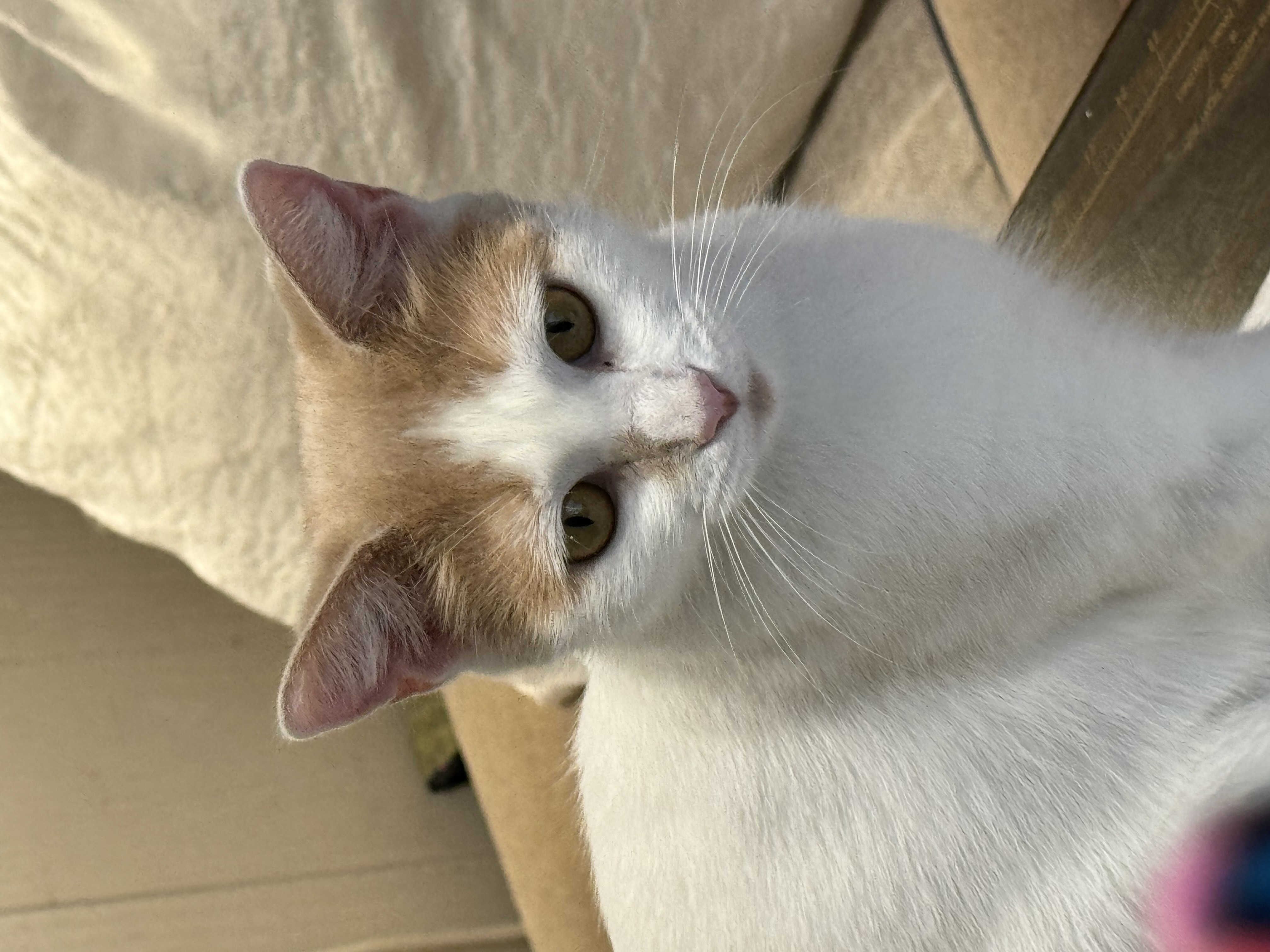 Cat for adoption Amber, a Domestic Short Hair in Jeffersonville, IN Petfinder