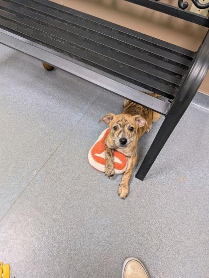 Enlarge Robin, a Adoptable mixed breed in Maumee, OH image 1/2