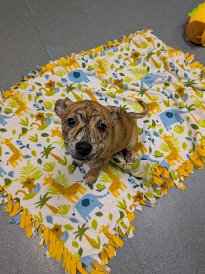 Enlarge Robin, a Adoptable mixed breed in Maumee, OH image 2/2