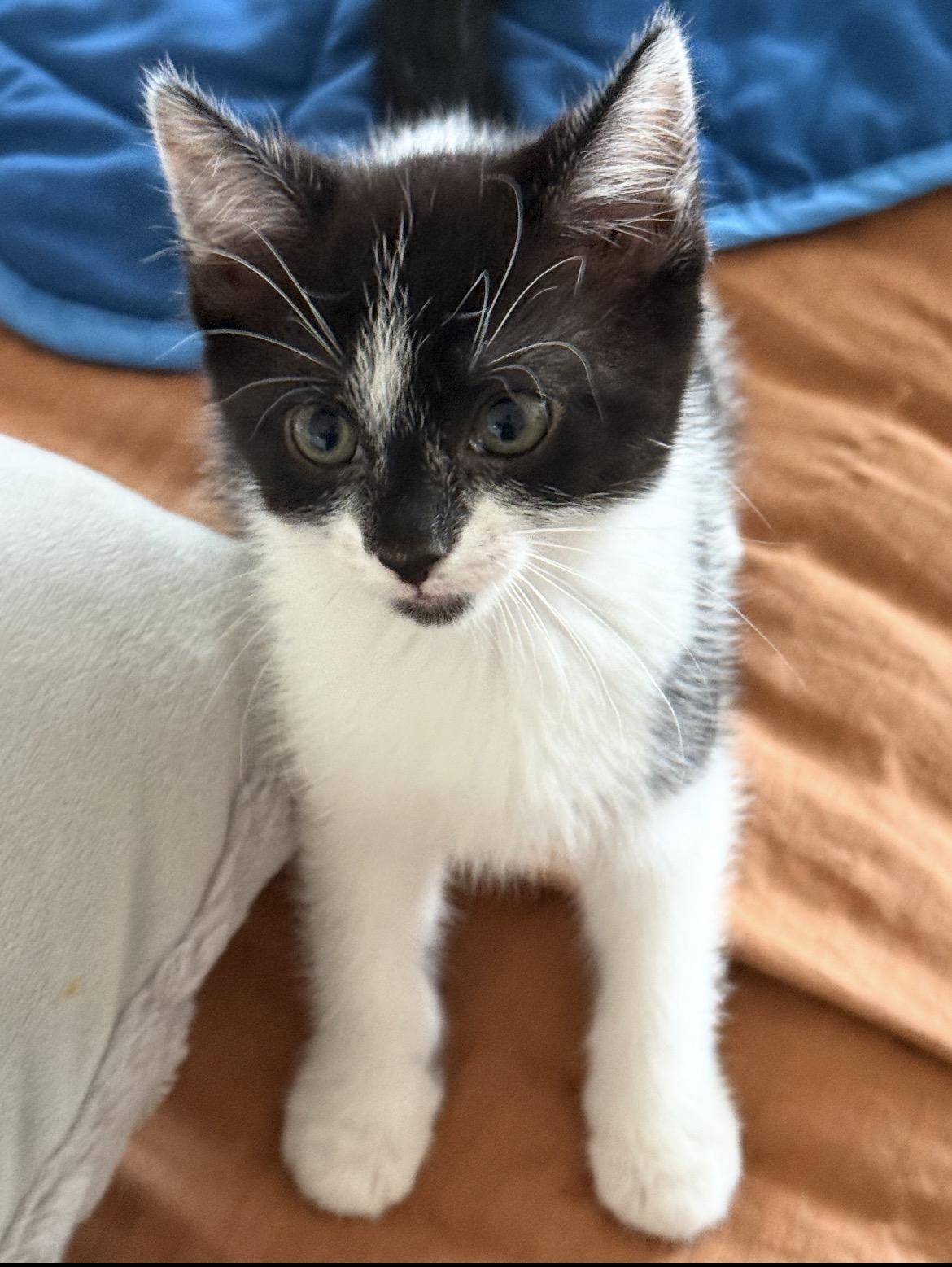 Enlarge JERSEY, a Adoptable Domestic Short Hair in Spotswood, NJ image 2/6