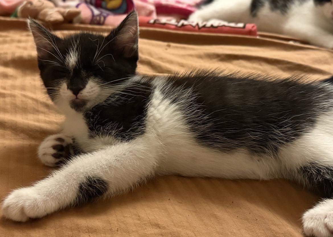 Enlarge JERSEY, a Adoptable Domestic Short Hair in Spotswood, NJ image 4/6
