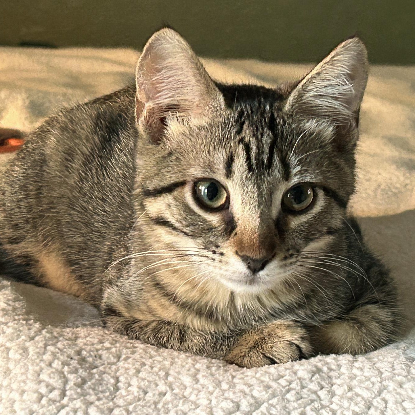 Biscuit, an adoptable Tabby in Marble Falls, TX, 78654 | Photo Image 1
