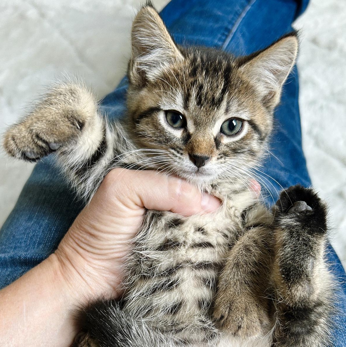 Biscuit, an adoptable Tabby in Marble Falls, TX, 78654 | Photo Image 6