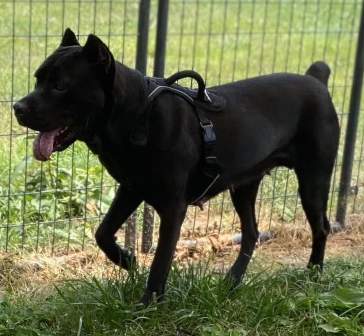 Enlarge Stella, a Adopted Cane Corso in Hopkinsville, KY image 1/3