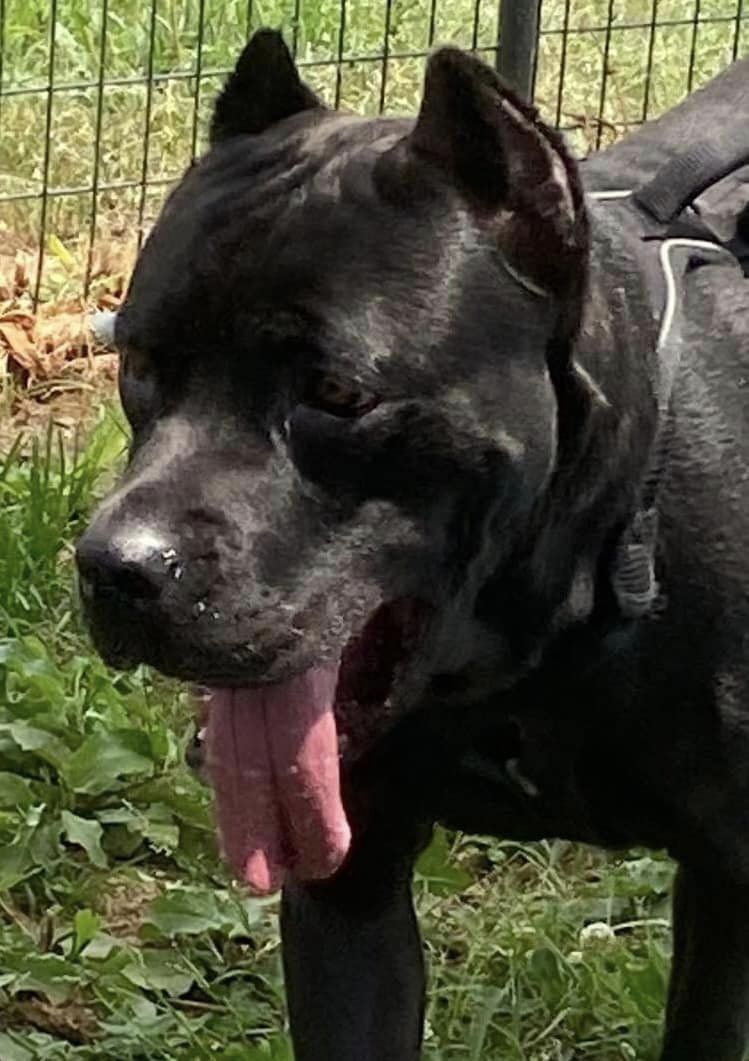 Stella, Adopted, Young Female Cane Corso.