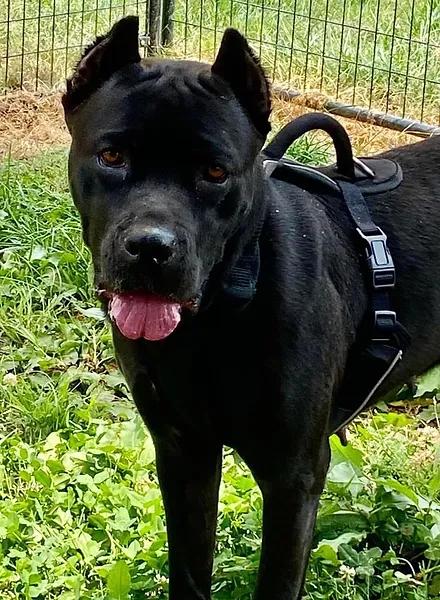 Enlarge Stella, a Adopted Cane Corso in Hopkinsville, KY image 3/3