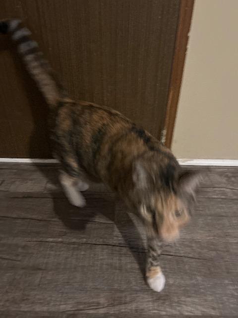 BERNICE, Adoptable, Adult Female Domestic Short Hair.