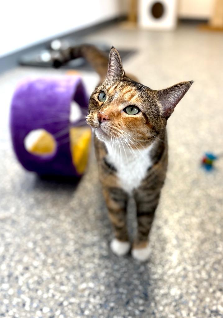 BERNICE, Adoptable, Adult Female Domestic Short Hair.