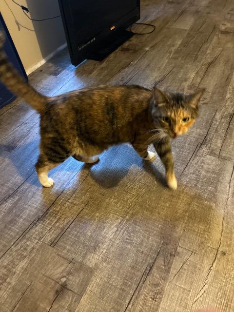 Enlarge BERNICE, a Adoptable mixed breed in Athens, AL image 2/6