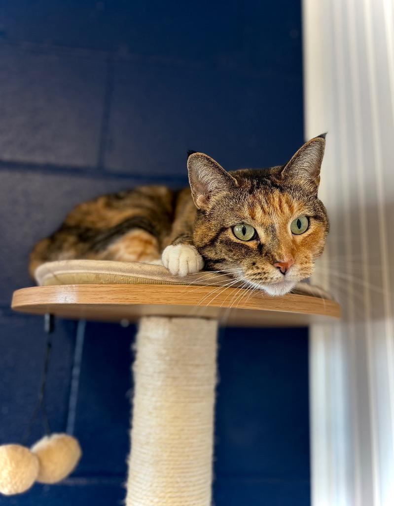 Enlarge BERNICE, a Adoptable mixed breed in Athens, AL image 4/6