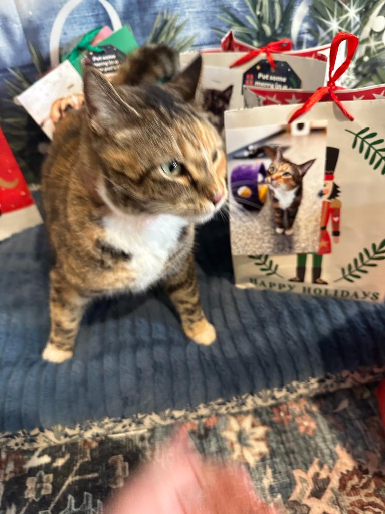 Enlarge BERNICE, a Adoptable mixed breed in Athens, AL image 3/6