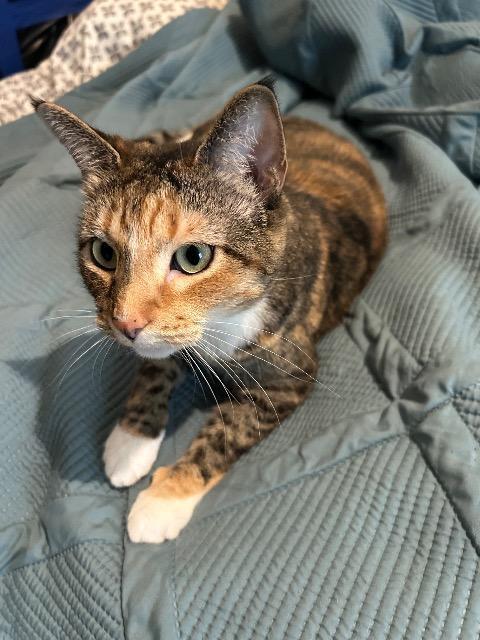 Enlarge BERNICE, a Adoptable mixed breed in Athens, AL image 5/6