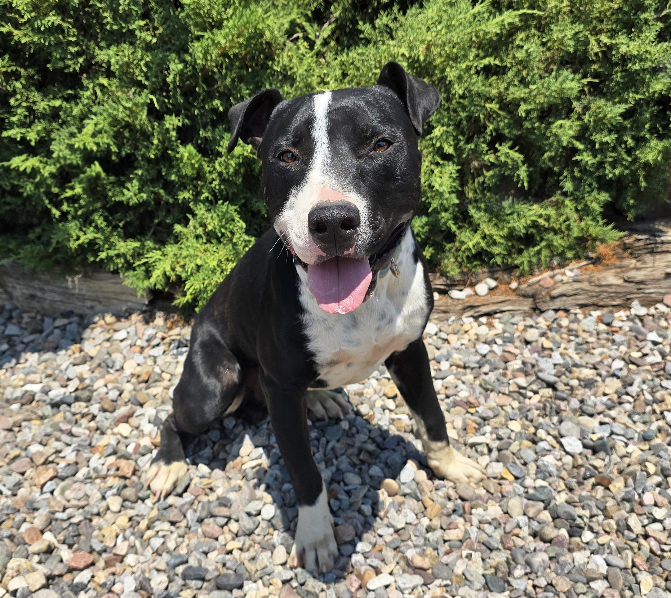Magnanimous Mr Muldoon - ROCK STAR, a Adoptable American Staffordshire Terrier in Albuquerque, NM image 2/2