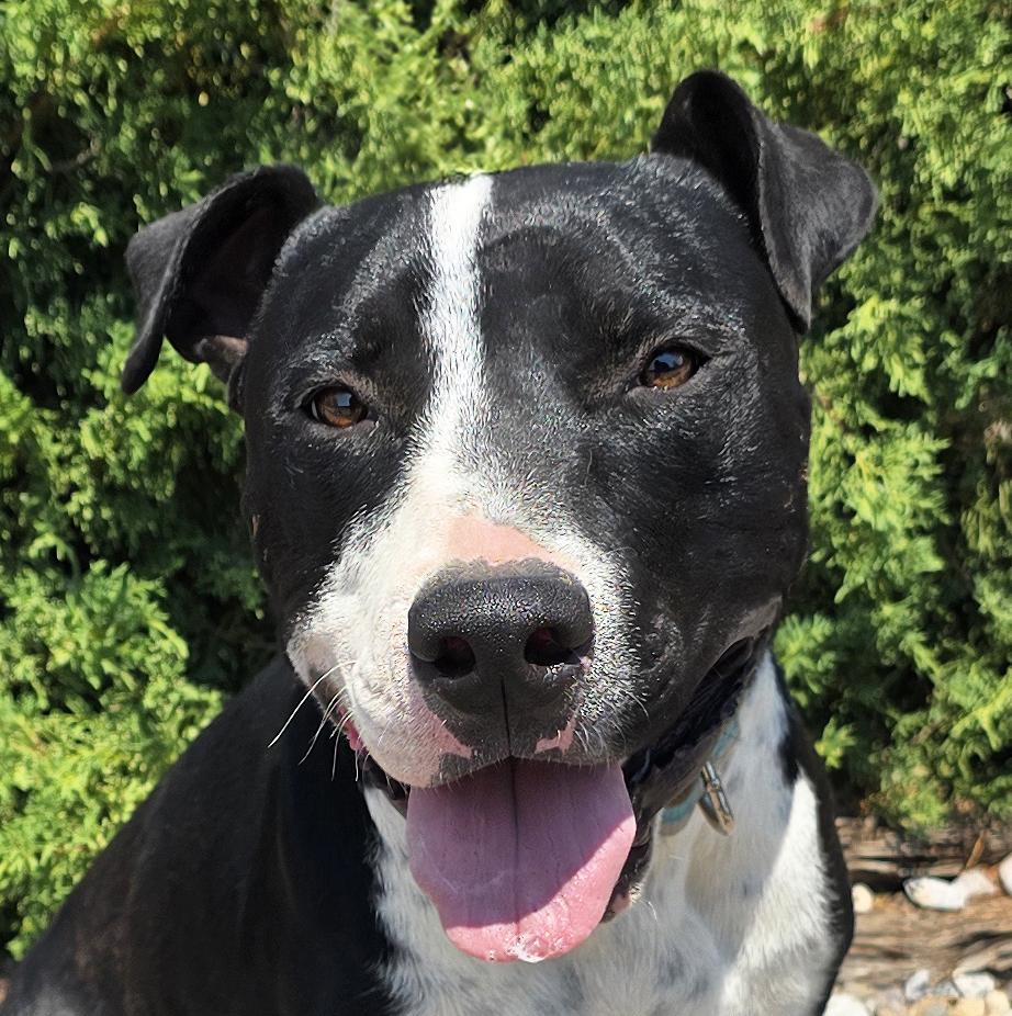 Magnanimous Mr Muldoon - ROCK STAR, Adoptable, Young Male American Staffordshire Terrier.