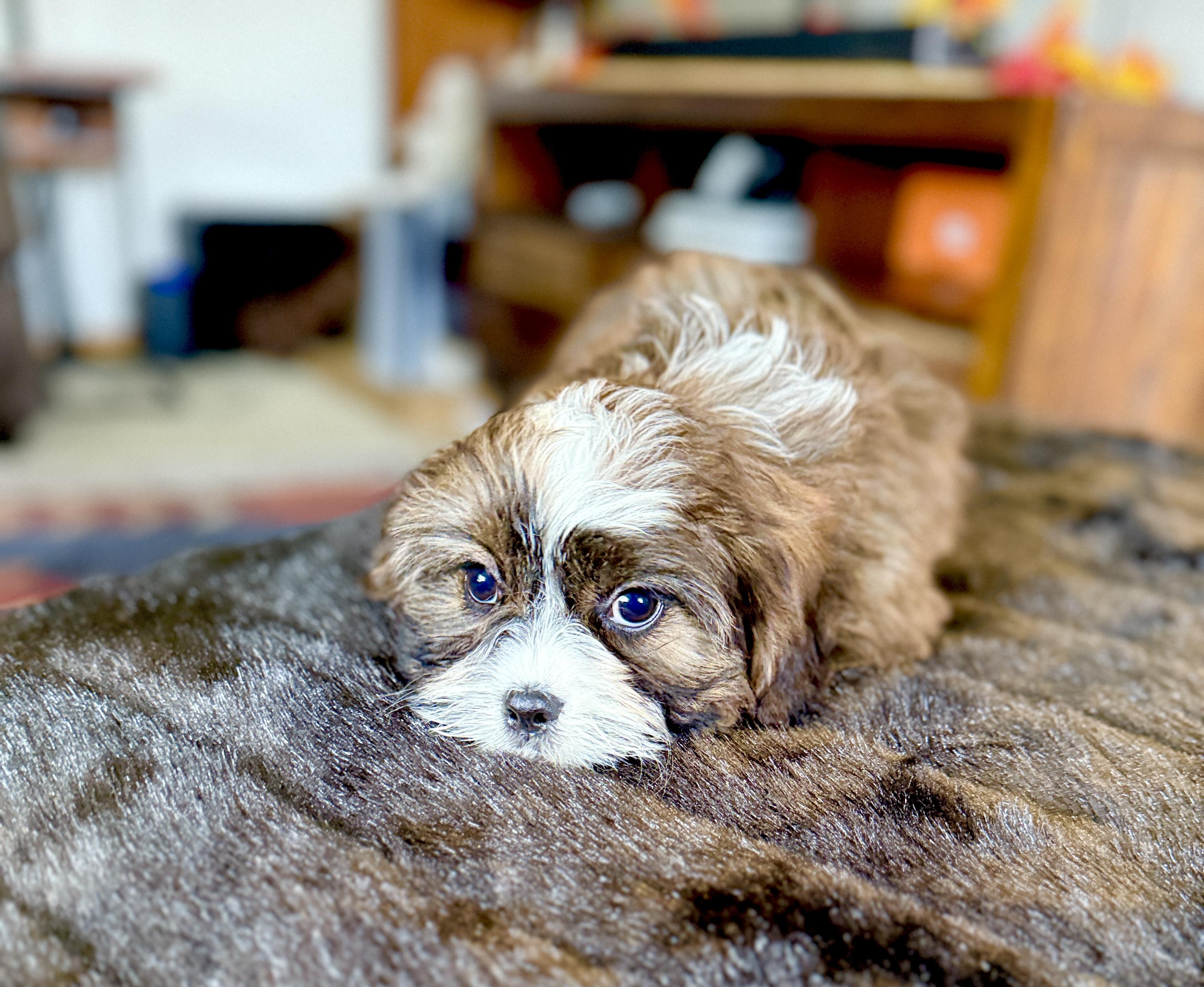 Macaroni thumbnail 2