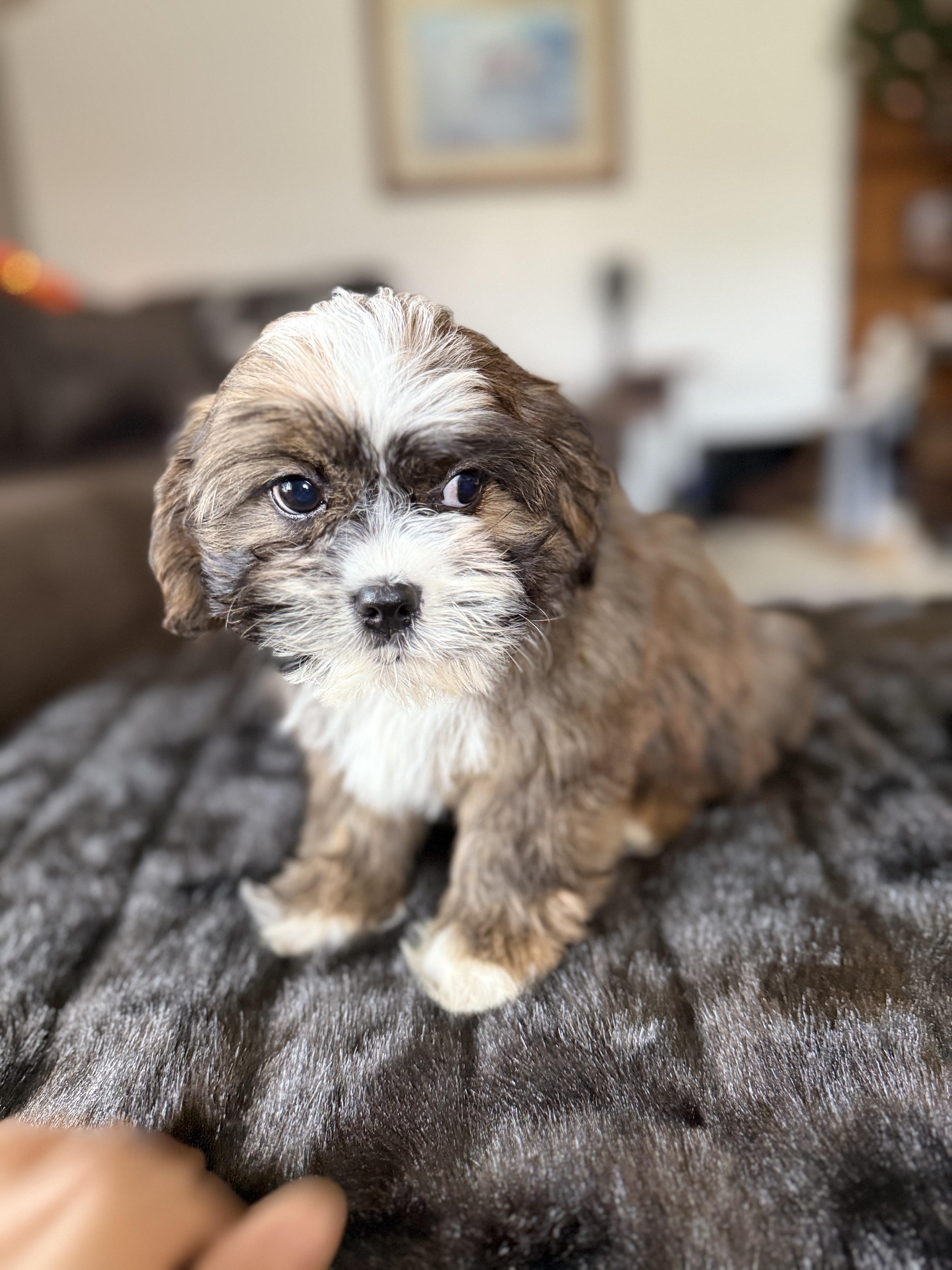 Macaroni thumbnail 5