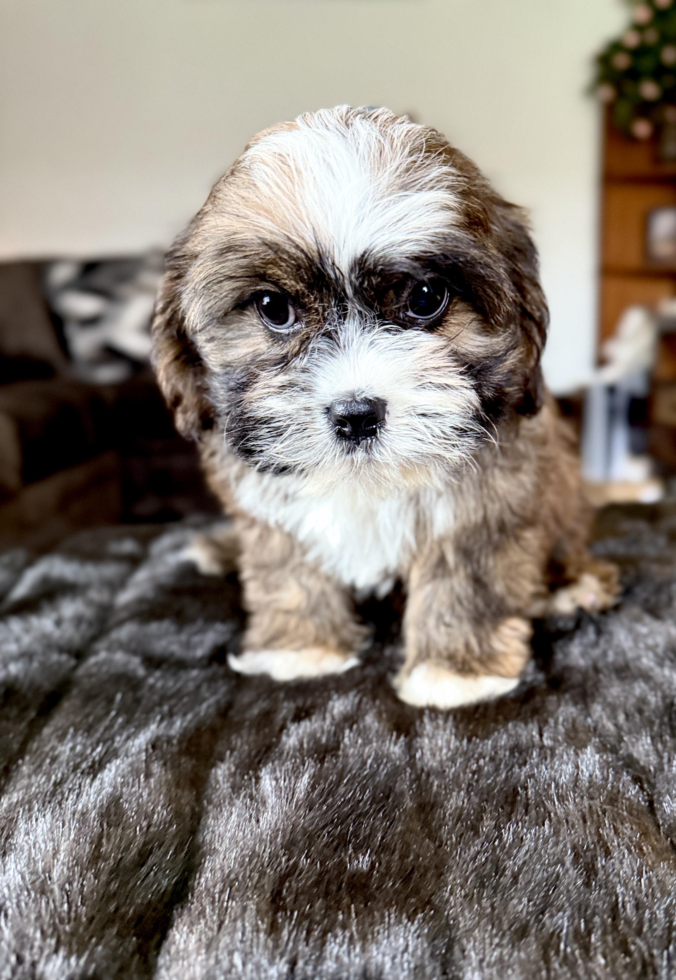 Macaroni thumbnail 3