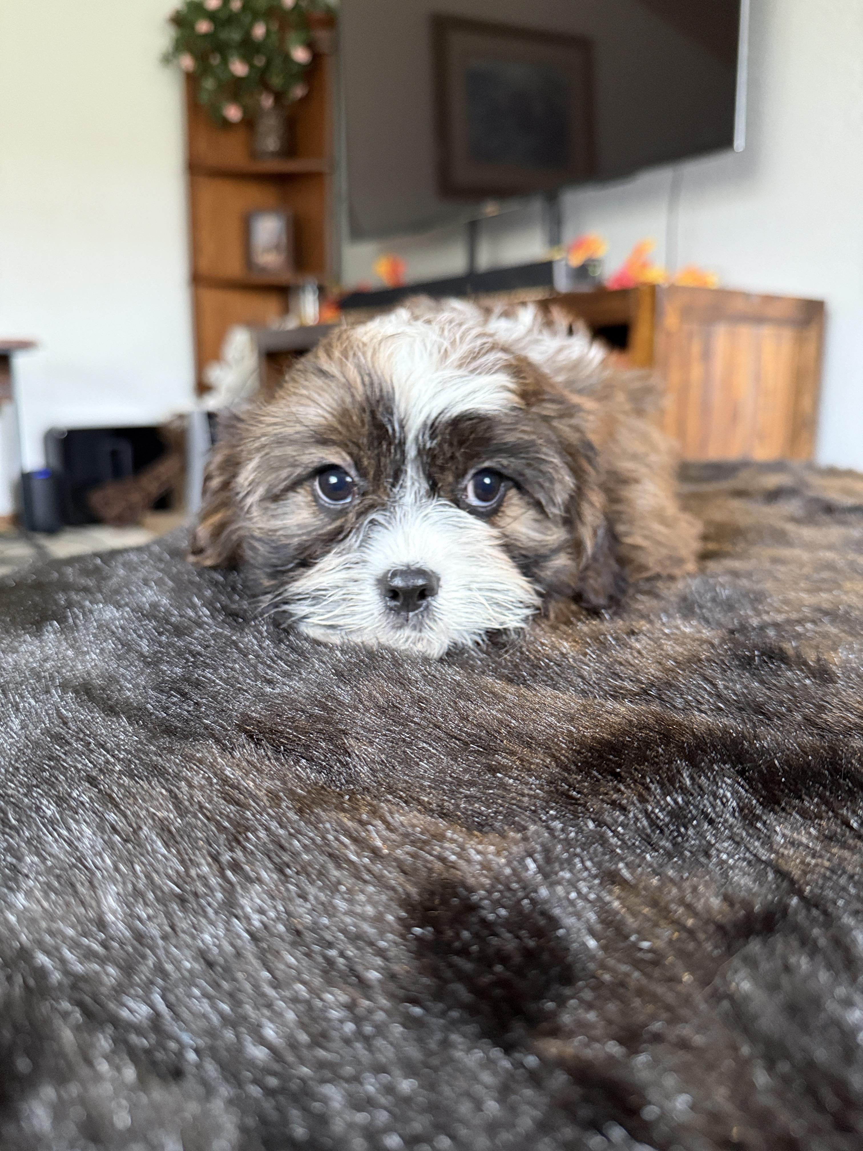 Macaroni thumbnail 4