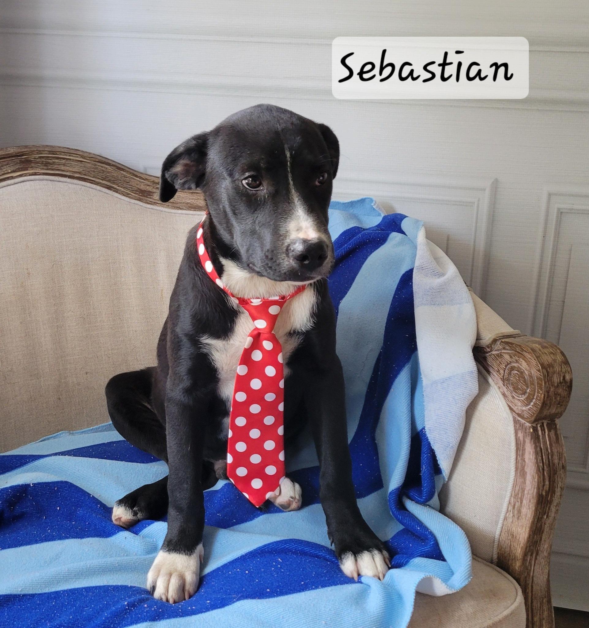 Sebastian