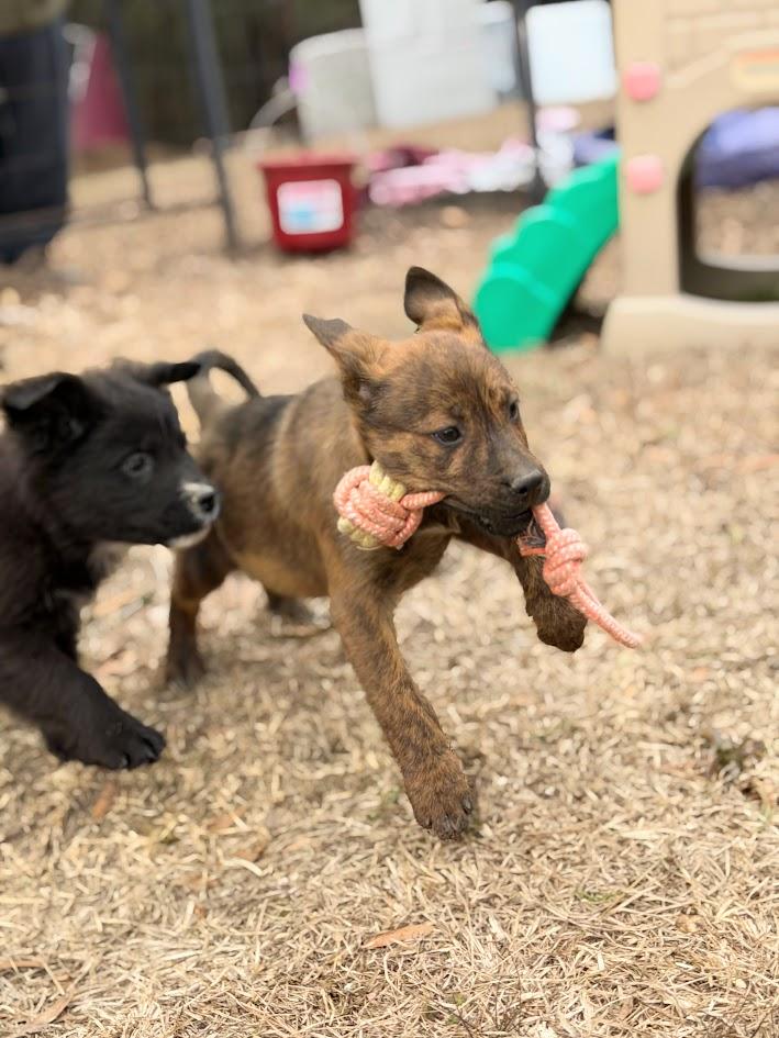 BENJI — thumbnail 3