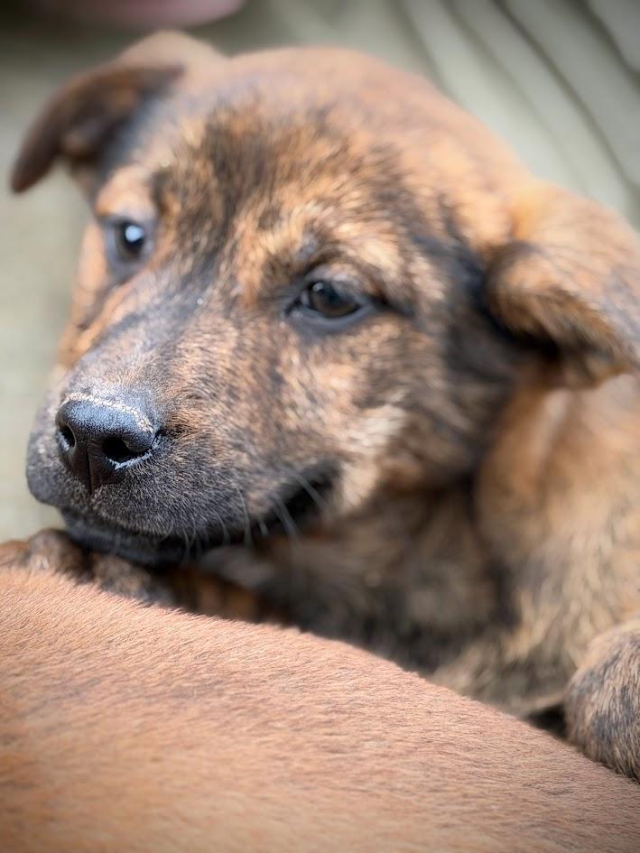 BENJI — thumbnail 4