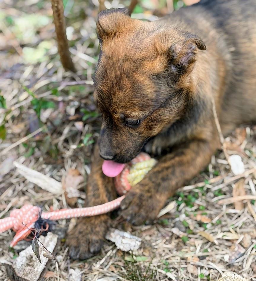 BENJI — thumbnail 6