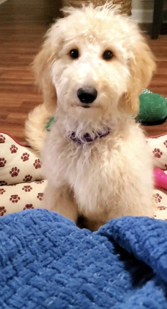 PENELOPE, Adopted, Young Female Poodle & Golden Retriever.